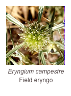 ￼Eryngium campestre
Field eryngo