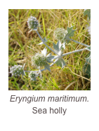 ￼Eryngium maritimum.
Sea holly