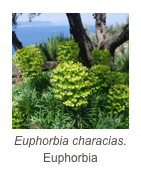 ￼Euphorbia characias.
Euphorbia