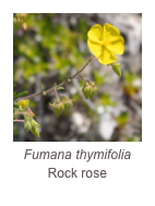 ￼Fumana thymifolia
Rock rose