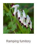 ￼Fumaria capreolata
Ramping fumitory