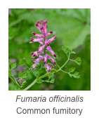 ￼Fumaria officinalis
Common fumitory