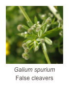 ￼Galium spurium
False cleavers