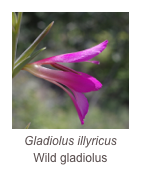 ￼Gladiolus illyricus
Wild gladiolus