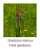 ￼Gladiolus italicus
Field gladiolus.