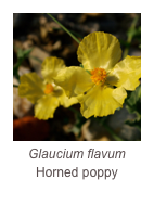 ￼Glaucium flavum
Horned poppy