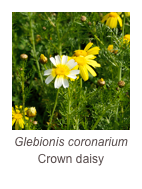￼Glebionis coronarium
Crown daisy
