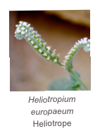 ￼Heliotropium europaeum
Heliotrope