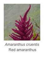 ￼Amaranthus cruentis
 Red amaranthus