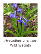 ￼Hyacinthus orientalis
Wild hyacinth