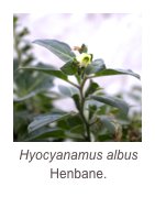 ￼Hyocyanamus albus
Henbane.