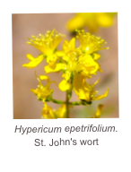 ￼Hypericum epetrifolium.
St. John's wort
