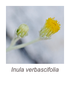 ￼Inula verbascifolia
