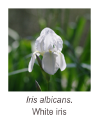 ￼Iris albicans.
White iris