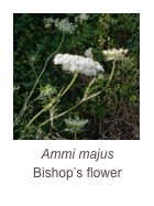 ￼Ammi majus
Bishop’s flower
