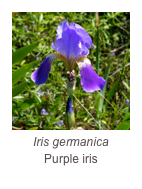 ￼Iris germanica
Purple iris