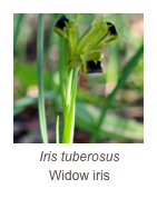 ￼Iris tuberosus
Widow iris