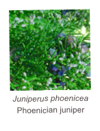 ￼Juniperus phoenicea
Phoenician juniper