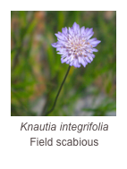 ￼Knautia integrifolia
Field scabious