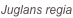 shapeimage_156_link_0