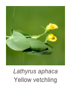 ￼Lathyrus aphaca
Yellow vetchling