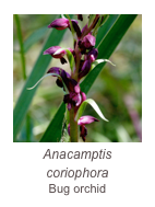 ￼Anacamptis coriophora
Bug orchid