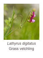 ￼Lathyrus digitatus
Grass vetchling