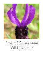 ￼Lavandula stoechas
Wild lavender 