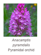 ￼Anacamptis pyramdalis
Pyramidal orchid