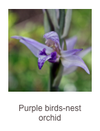 ￼Limodorum abortivum
Purple birds-nest orchid