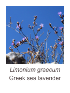 ￼Limonium graecum
Greek sea lavender