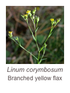 ￼Linum corymbosum
Branched yellow flax