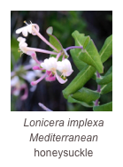 ￼Lonicera implexa
Mediterranean
honeysuckle