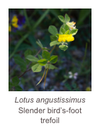 ￼Lotus angustissimus 
Slender bird’s-foot trefoil