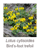 ￼Lotus cytisoides 
Bird’s-foot trefoil