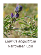 ￼Lupinus angustifolia
Narrowleaf lupin