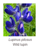 ￼Lupinus pilosus
Wild lupin