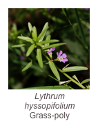 ￼Lythrum hyssopifolium
Grass-poly