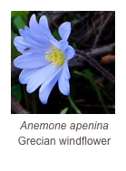 ￼Anemone apenina
Grecian windflower