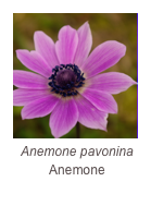 ￼Anemone pavonina
Anemone
