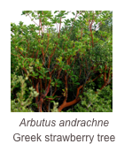 ￼Arbutus andrachne
Greek strawberry tree