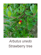 ￼Arbutus unedo
Strawberry tree