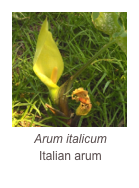 ￼Arum italicum
Italian arum