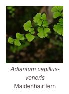 ￼Adiantum capillus-veneris 
Maidenhair fern