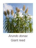 ￼Arundo donax
Giant reed