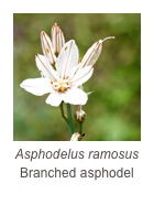 ￼Asphodelus ramosus
Branched asphodel
