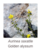 ￼Aurinea saxatile
Golden alyssum