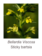￼Bellardia Viscosa
Sticky bartsia