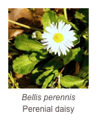 ￼Bellis perennis
Perenial daisy