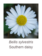 ￼Bellis sylvestris
Southern daisy